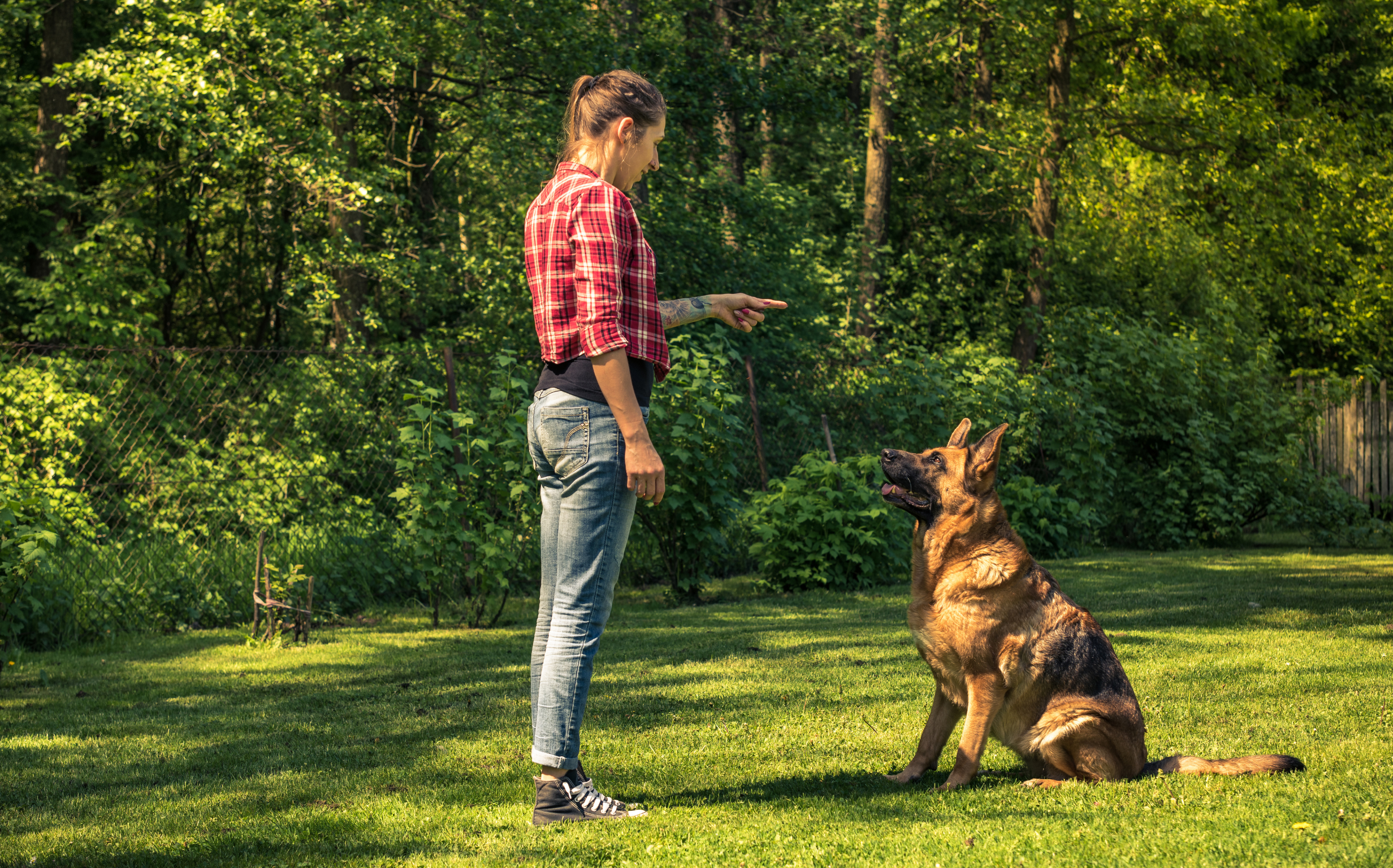How to Teach a Dog to Sit - A Guide That Actually Works